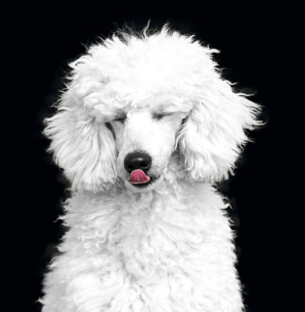 Exploring the Mystique of Phantom Poodles