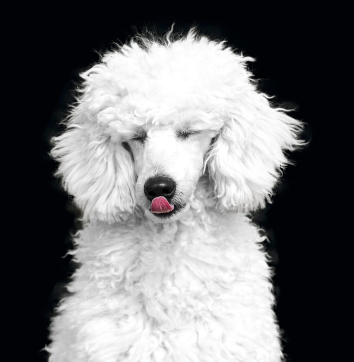 Exploring the Mystique of Phantom Poodles