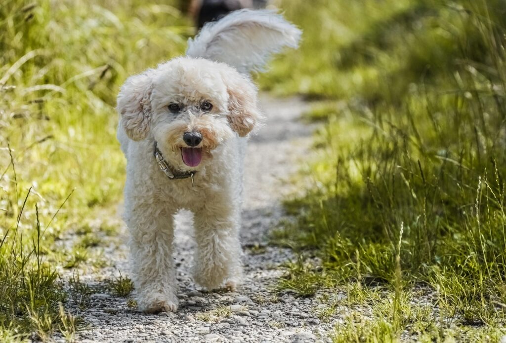 Understanding and Alleviating Poodle Separation Anxiety