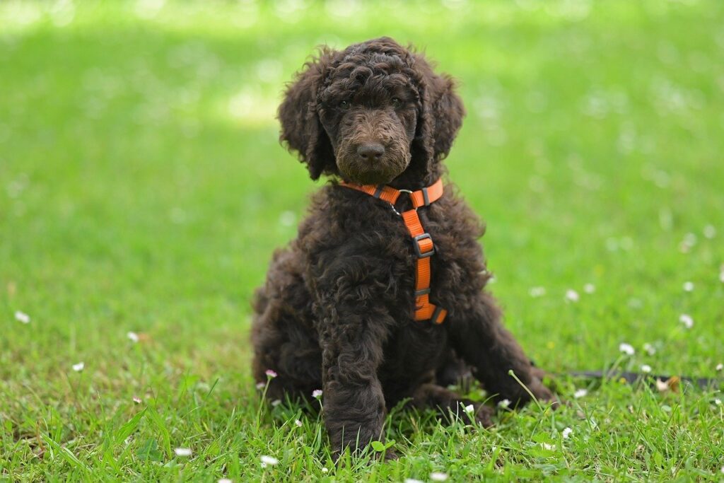 Maximizing Health and Happiness: Understanding Poodle Exercise Needs