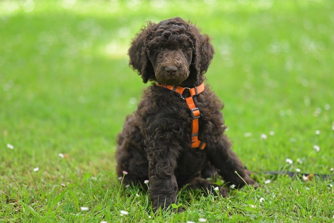 Maximizing Health and Happiness: Understanding Poodle Exercise Needs