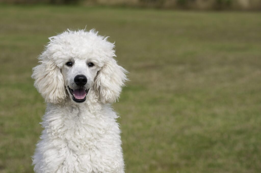 Perfect Family Poodles:Top Picks for Compatibility and Joy