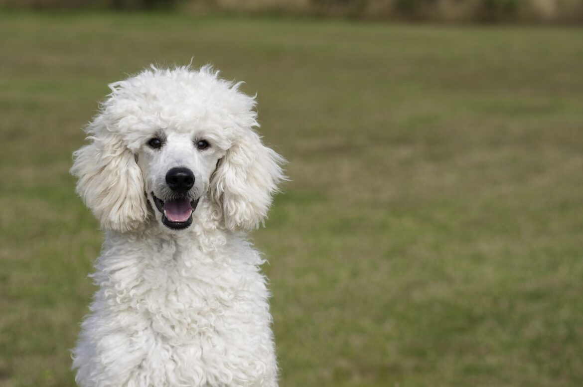 Perfect Family Poodles:Top Picks for Compatibility and Joy