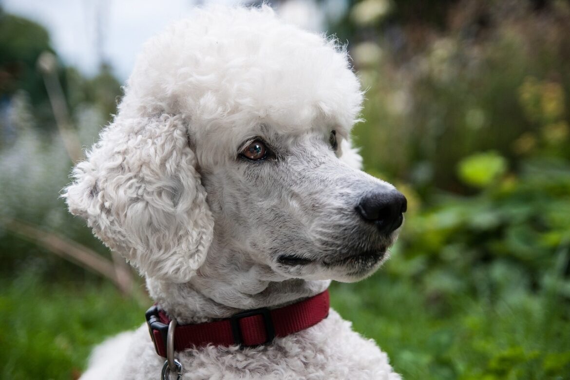 Unveiling the Charm: Standard Poodle Facts
