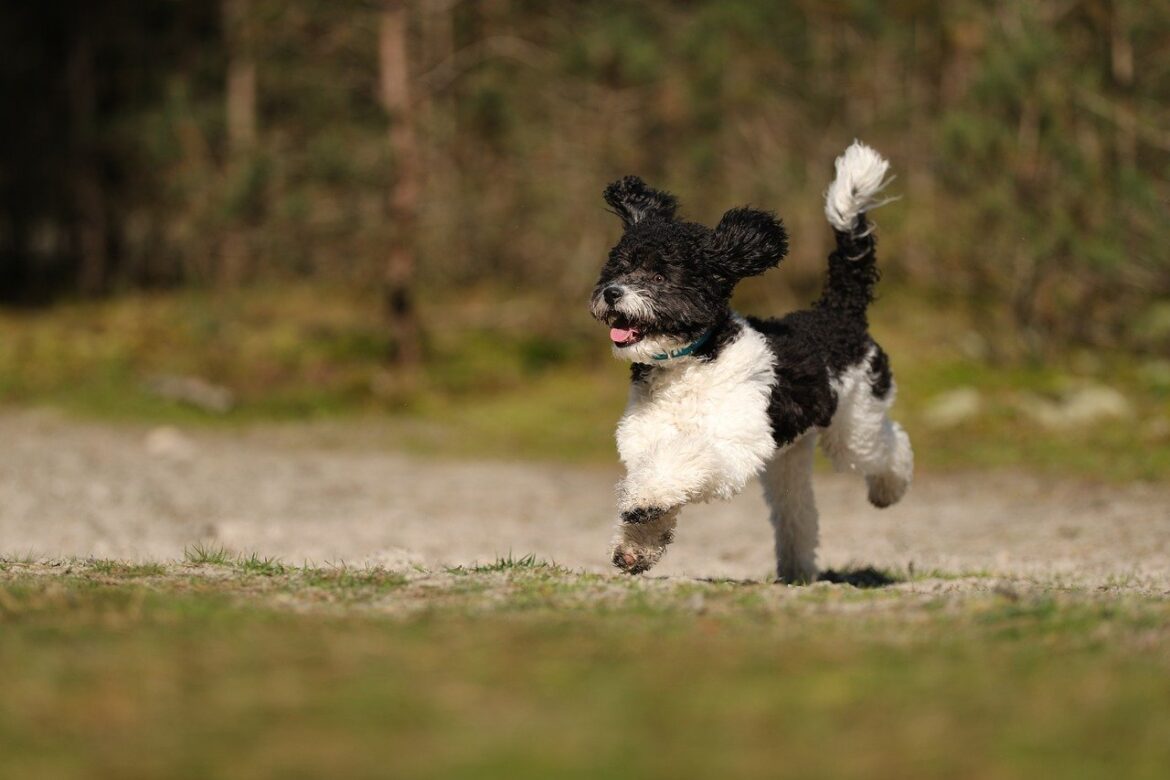 Classic Clips:Creative Cuts:Perfect Poodles:Stylish Shapes:Grooming Glamour:Elegant Ears:Tailored Tresses:Luxurious Looks:Signature Styles
