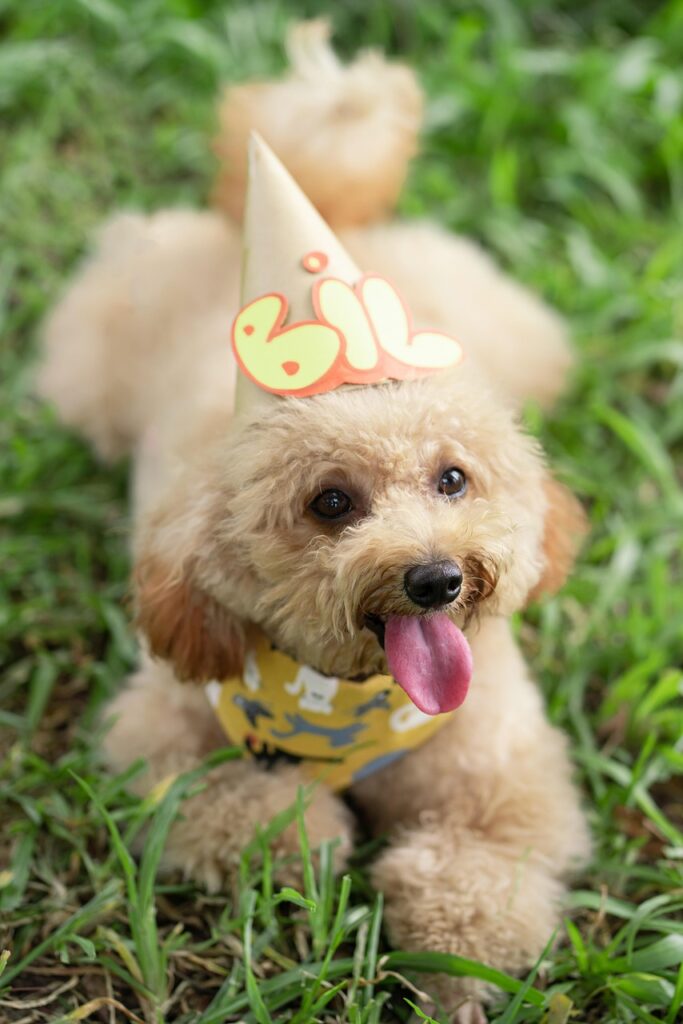 Exploring the Poodle: A Guide to Breeds