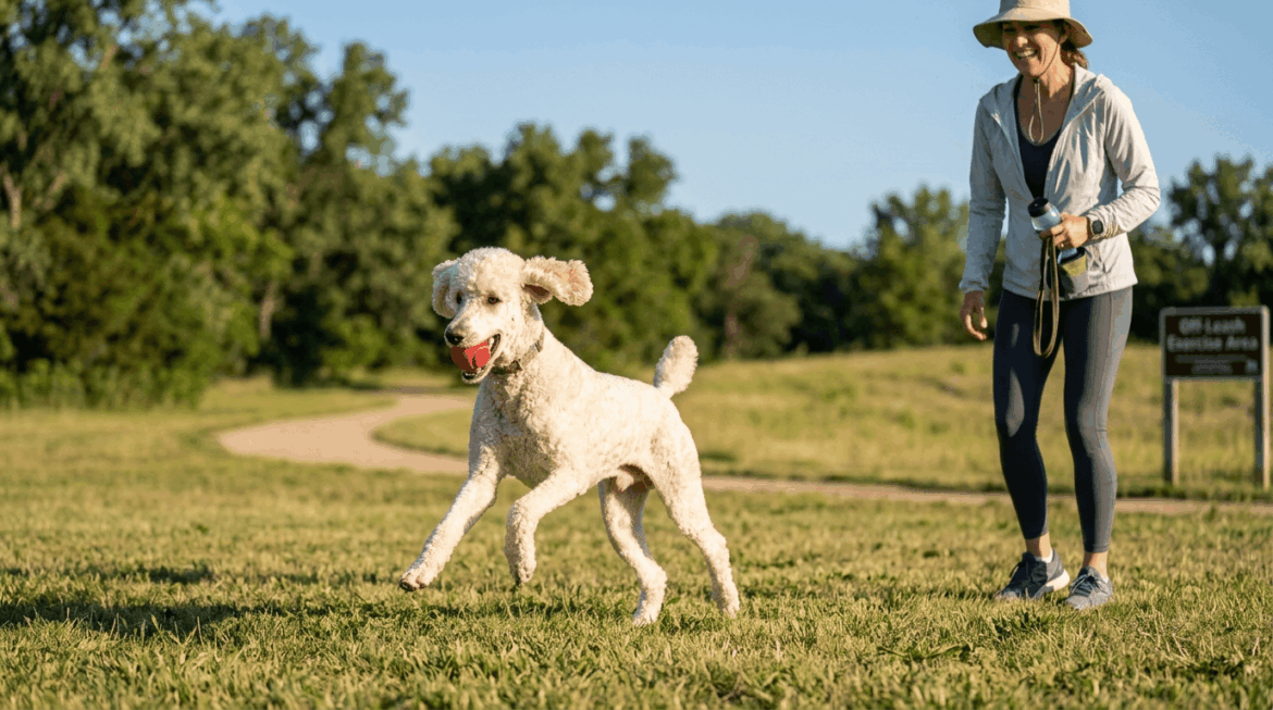 Healthy weight poodle with exercise and diet obesity prevention